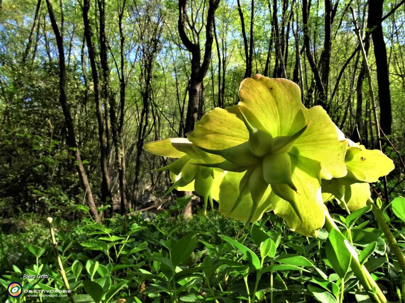 27 Elleborus niger (Elleboro) in avanzata fruttescenza .JPG